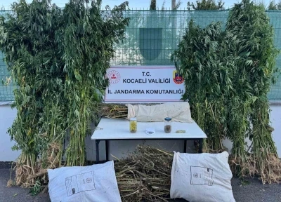 Kocaeli’de 12 kilo esrar ve 583 kök kenevir ele geçirildi
