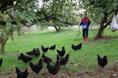 Kocaeli’de kırsal kalkınmaya &quot;kanatlı&quot; destek
