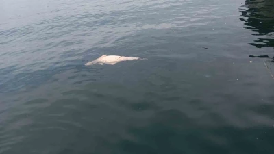 Kocaeli&rsquo;de kıyıya s&uuml;r&uuml;klenen &ouml;l&uuml; yunus g&ouml;r&uuml;nt&uuml;lendi

