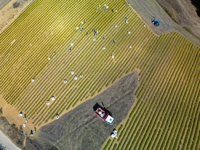Kocaeli’de tıbbi ve aromatik bitki hasadı başladı
