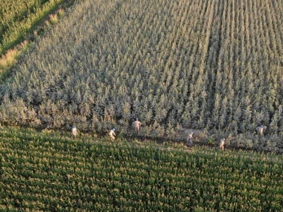 Koçarlı’da 37 kök kenevir ele geçirildi
