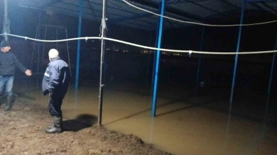 Ko&ccedil;arlı&rsquo;da su baskını sonrası hayvan tahliyesi s&uuml;r&uuml;yor
