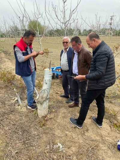 Ko&ccedil;arlı&rsquo;da &uuml;reticilere "Cevizde Aşılama" eğitimi verilecek
