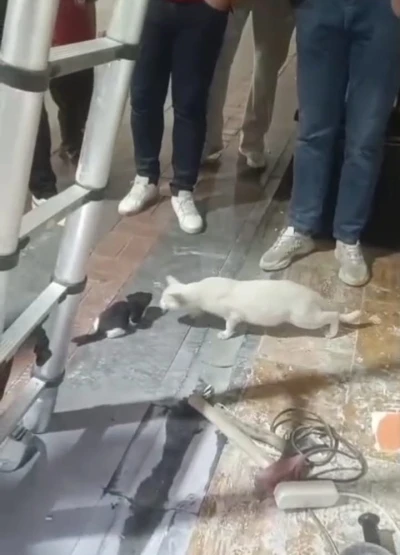 Kolon boşluğuna düşen 2 yavru kedi, itfaiye ekipleri tarafından kurtarıldı
