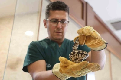 Konya’da bir şahsın cebinden çıkan yavru piton yılanı koruma altına alındı
