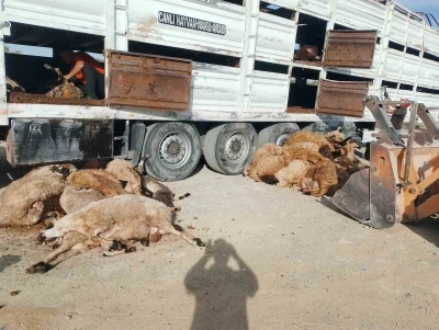 Konya’da devrilen tırdaki 147 küçükbaş hayvan telef oldu
