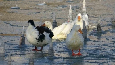 Konya&rsquo;da soğuktan s&uuml;s havuzları buz tuttu
