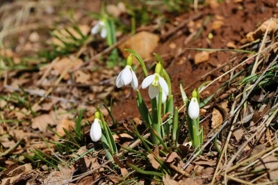 Konya&rsquo;nın y&uuml;ksek kesimlerinde kardelenler g&ouml;r&uuml;c&uuml;ye &ccedil;ıktı
