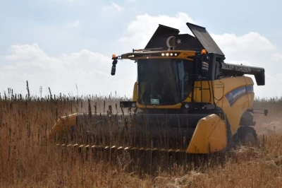 Konya Ovası’nda kenevir hasadı
