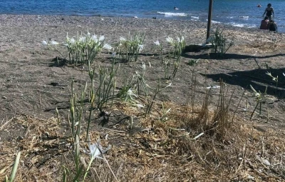 Koparmanın cezasını duyanlar yanından geçmiyor
