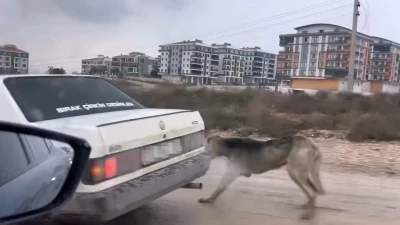 K&ouml;peği aracın arkasına bağlayarak seyretti
