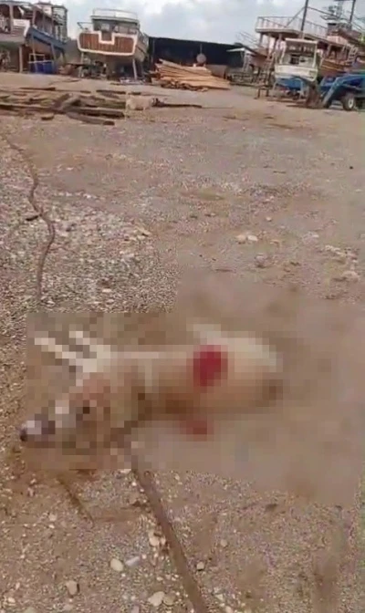 K&ouml;peği av t&uuml;feğiyle &ouml;ld&uuml;rd&uuml;, g&ouml;zaltına alındı
