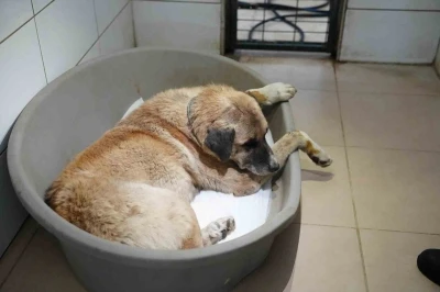K&ouml;peği ezen s&uuml;r&uuml;c&uuml; serbest bırakıldı

