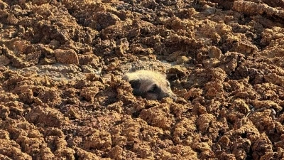 K&ouml;peği g&uuml;bre &ccedil;ukurunda boğulmaktan son anda kurtardılar
