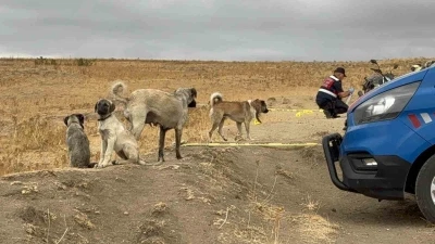 Köpeği öldürülen sahibinin yanından ayrılmadı
