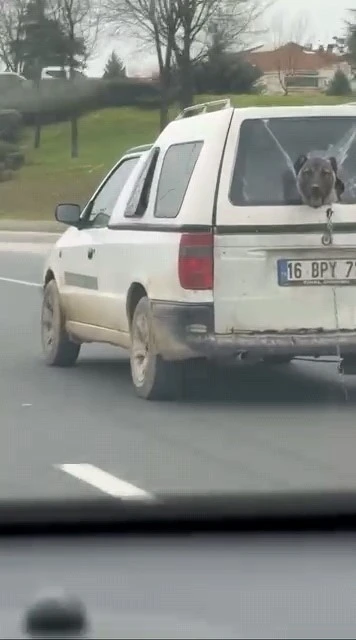 K&ouml;peğin komik anları kamerada
