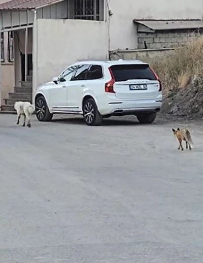 Köpeğin peşine takılan tilki kamerada
