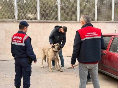 Köpek dövüştüren şahıslara jandarma baskını:12 gözaltı
