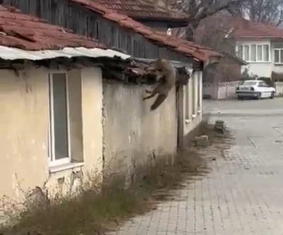 Köpek seslerini duyan tilkinin yaşadığı panik kamerada
