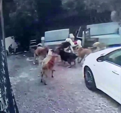K&ouml;pek s&uuml;r&uuml;s&uuml; kediyi par&ccedil;aladı, korkudan &ccedil;ocuğunu okuldan aldı
