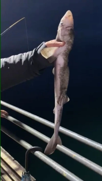 K&ouml;pekbalıkları Karadeniz&rsquo;de ağlardan sonra balık&ccedil;ıların oltalarına da takılmaya başladı
