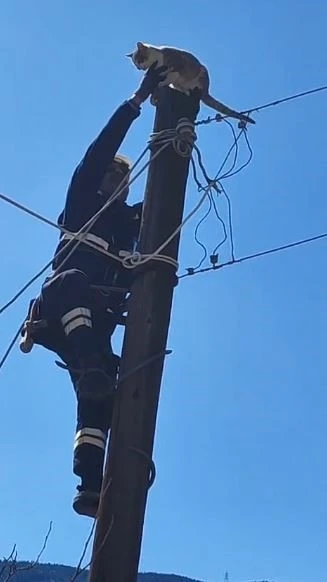 K&ouml;peklerden korkup elektrik direğine &ccedil;ıkan kedi kurtarıldı
