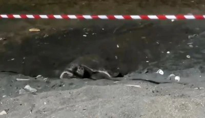 Koruma alanı dışına yuva yapan caretta caretta i&ccedil;in şeritli tedbir
