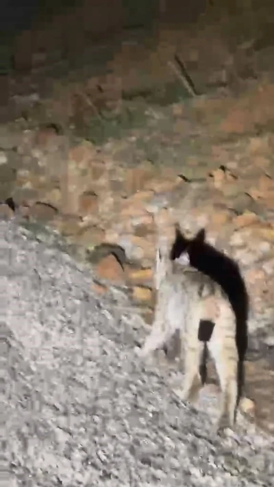 Koruma altında bulunan &lsquo;vaşak&rsquo; Tunceli&rsquo;de g&ouml;r&uuml;nt&uuml;lendi
