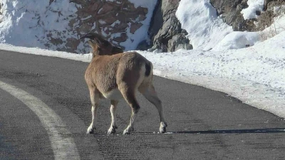 Koruma altındaki dağ ke&ccedil;ileri Bayburt&rsquo;un farklı noktalarında g&ouml;r&uuml;ld&uuml;
