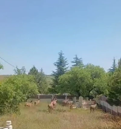 Koruma altındaki dağ ke&ccedil;ileri Harput mezarlıklarında g&ouml;r&uuml;nt&uuml;lendi

