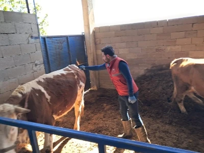 Köşk’te büyükbaş hayvanlarda şap aşılaması sürüyor
