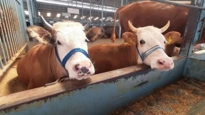 K&ouml;şk&rsquo;te şap karantinası
