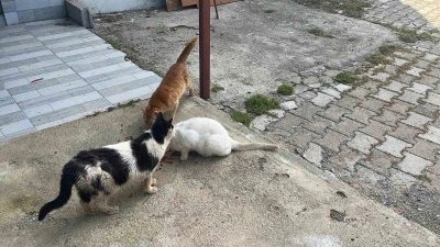 K&ouml;t&uuml; şartlarda evde tutulan hayvanlar, gen&ccedil;lerin tepkisi sonrası kurtarıldı
