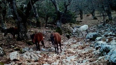Kovada G&ouml;l&uuml; Milli Parkı&rsquo;nda yaban hayatı fotokapana yansıdı
