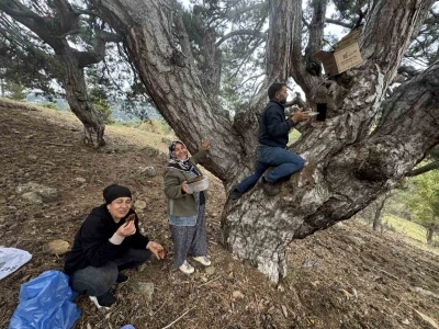 Kovanlarından kaçan firari arıların izini sürüp Toroslardaki doğal kovanları buluyorlar
