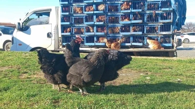 K&ouml;y k&ouml;y gezerek canlı tavuk satıyor
