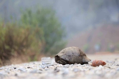 Köyceğiz’de dağ taş yandı, yangından kurtulan hayvanlar ateşsiz alan aradı
