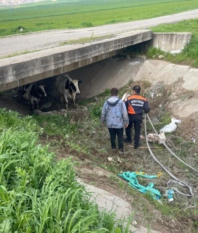 K&ouml;yden ka&ccedil;an iki inek itfaiye ekiplerince yakalandı
