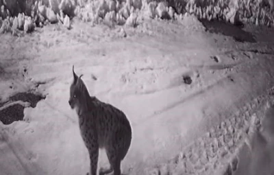 K&ouml;ye inen a&ccedil; kalan yabani hayvanlar g&uuml;venlik kameralarına yakalandı
