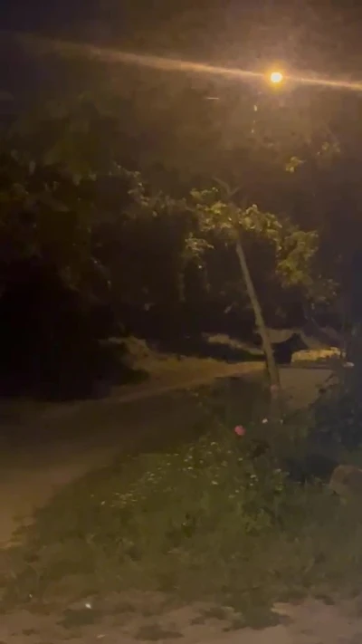 K&ouml;ye inen ayı k&ouml;yl&uuml;lere heyecan ve korku yaşattı
