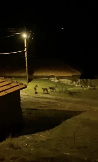 K&ouml;ye inen kurt s&uuml;r&uuml;s&uuml; kamerada
