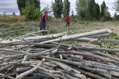 Köylerde kışlık odun hazırlığı

