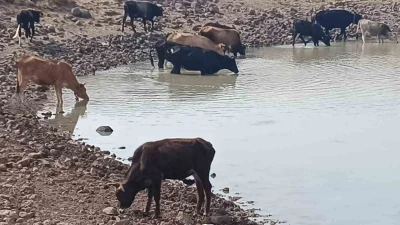 Köylüye ve doğaya hayat veren göletler kuruyor
