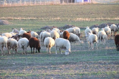 Koyunlar bu kışı kırda otlayarak ge&ccedil;iriyor
