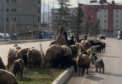 Koyunlar ref&uuml;jde otladı, s&uuml;r&uuml;c&uuml;ler bekledi
