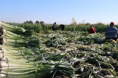 Kozan’da pırasa hasadı başladı: 20-22 TL’den alıcı buluyor
