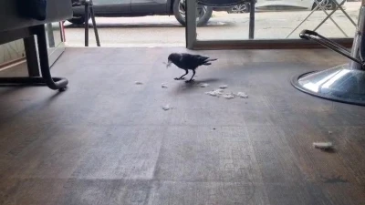 Kuaf&ouml;r &ccedil;ırağı karga
