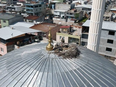 Kubbedeki leylekler mahalle yaşantısına renk katıyor
