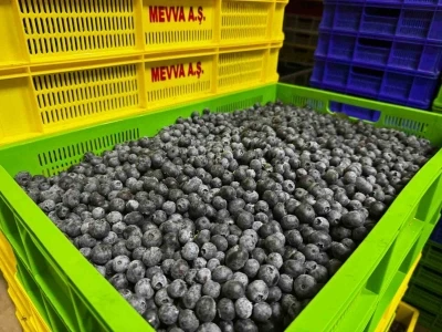 Küçük bir kasabadan büyük bir pazara: Elmalı’nın mavi altını yaban mersini
