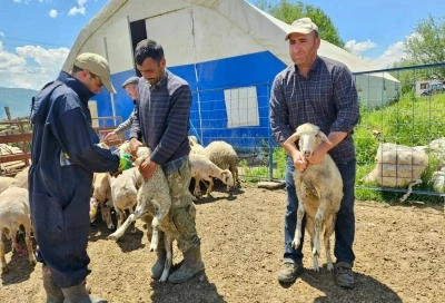 K&uuml;&ccedil;&uuml;kbaş hayvanlara y&ouml;nelik aşılama ve k&uuml;peleme &ccedil;alışmaları s&uuml;r&uuml;yor
